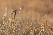 A Male Stonechat, Small Wild Bird, Perched On Reeds