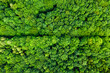 Top down view of green trees. Aerial view of naure