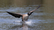 Canada Goose Landing On Water