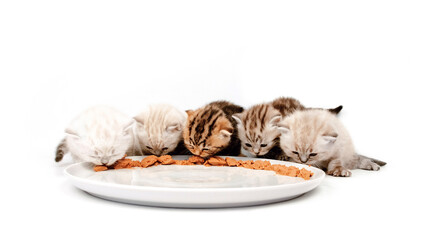 Kittens lick wet cat food from a plate. Kittens eat meat from a plate. The kittens sit in a row and eat meat pate.