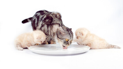 Cat with kittens drink milk from a plate isolated on white background. The cat with kittens are eating. A month old kitten. Scottish purebred cat. The cat teaches kittens to eat.