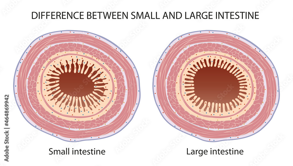 Difference between small and large intestine stock illustration adobe