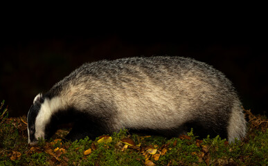 Wall Mural - Close up of a wild, European Badger, Scientific name: Meles Meles. foraging at nightime in natural woodland habitat with Boletus mushrooms, leaves and moss.  Facing left.  Space for copy.