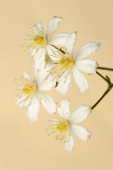  White with yellow stamens flowers of clematis isolated on a beige background.