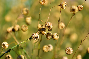 Wall Mural - Dried grass flowers with baskets in the garden