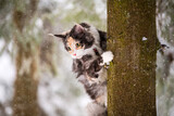 Fototapeta Koty - Maine Coon cat polychrome climbs a tree in winter in snowy forest