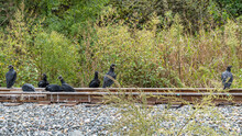 Turkey Buzzards Eet On Rail Road Tracks.