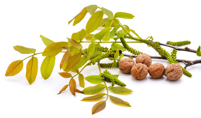 Sticker - Green nuts with leaves.