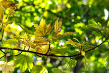 Sycamore Leaves "Acer Pseudoplatanus" On Tree Branch Backlit By Sunlight. Foliage Changing Green Yellow  Color During Autumn Fall Season. Soft Bokeh Background. Dublin, Ireland