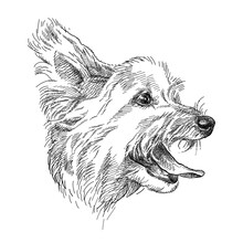 Hand Drawn Sketch Of Cute Yorkshire Terrier Or Yorkie Head Profile In Black Isolated On White Background. 
