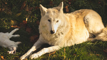 White Wolf After Hunting With His Prey Rests On The Ground In Nature Forest Close-up View Photo