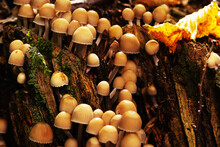 Many Yellow Mushrooms Growing On Mossy Stump