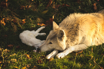 Wall Mural - White wolf with rabbit in forest, canine predator with prey, danger wildlife photo