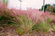 Beautiful pink Muhlenbergia capillaris grass	