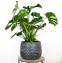 Isolated monstera with flowerpot on white background