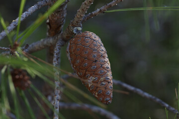 Sticker - Closeup of the resinous cones on pine branches in Croatia