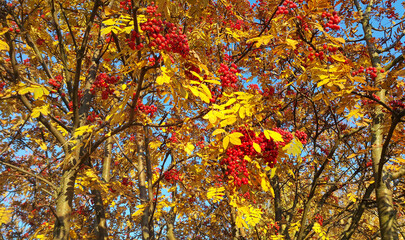 Wall Mural - rowan or mountain ash with bright red berries and yellow leaves
