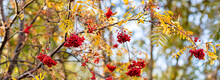 Ripe Red-orange Rowan Berries Close-up Growing In Clusters On The Branches Of A Rowan Tree. Autumn Season Concept Background.