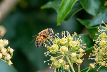 Close Up Of A Drone Fly (Eristalis Tenax) Feeding On Common Ivy (hedera Helix)
