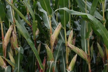 Sticker - Closeup of corn on the cob in the field in summer