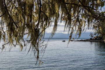 Wall Mural - moss covered branches at the beach at East Sooke Regional Park on Vancouver Island in Canada