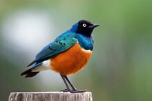 Superb Starling - Lamprotornis Superbus Is Colorful Bird Of The Starling Family, Formerly Spreo Superbus, East Africa Including Ethiopia, Somalia, Uganda, Kenya, Sudan And Tanzania