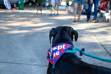 View From Behind Of Head And Shoulders Of A Black Labrador Retriever Wearing An Adopt Me Bandana. Blurred Background Of People And Other Dogs. Pet Adoption Event Concept.