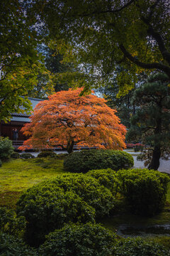 Red-leafed bonsai tree in japanes garden on a autum landscape background.