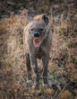 Hyena in the Serengeti National Park Tanzania 