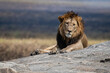 Male Lion in the Serengeti National Park Tanzania 
