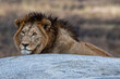 Male Lion in the Serengeti National Park Tanzania 