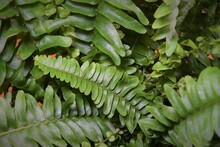 Close Up Of Nephrolepis Exaltata Houseplant, Commonly Known As A Boston Fern. The Image Shows Detail Of The Fern Leaves Or Fronds, Which Are Green.