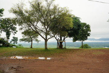 Wall Mural - tree in the field