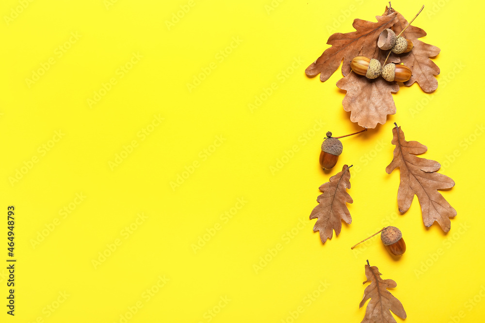 Dry oak tree leaves and acorns on yellow background