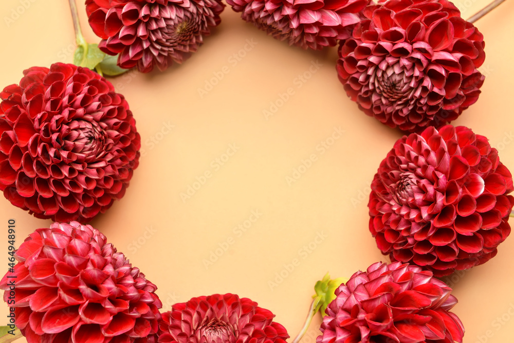 Dahlia flowers on color background