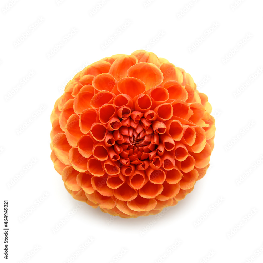 Dahlia flower isolated on white background