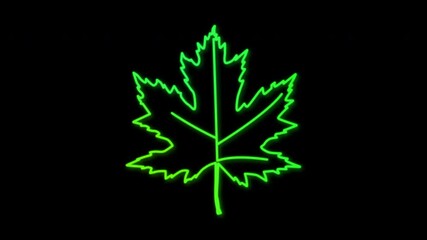 Wall Mural - Self drawing animation of single maple leaf. Neon glowing outline on black background. Colourful green