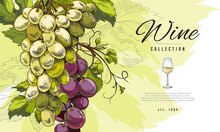 Wine Banner Or Label With Bunch Of Grape Hand Drawn Vector Illustration.