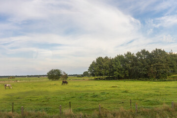 Wall Mural - Antwerp, Belgium, a cow grazing on a lush green field