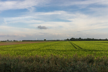 Wall Mural - Antwerp, Belgium, a large green field