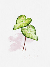 Watercolour Hand Paint Of Caladium Bicolour On Paper, Illustration Isolated Natural Green Leaf With Random Pink And Red Dot On White Background