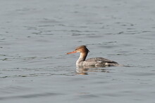 Red Breasted Merganser In The Sea