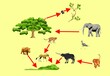 Food chain and ecosystem scheme , nature processes and phenomena