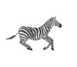 Vector flat illustration of zebra galloping isolated on white background. Illustration of African mammal for poster about wild animals.