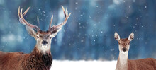 Beautiful Noble Deer Male And Female In Winter Snow Forest. Christmas Banner. Copy Space. Winter Wonderland.