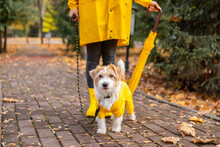 A Jack Russell Terrier Puppy In A Yellow Raincoat Sits In An Autumn Park In Front Of A Girl With An Umbrella