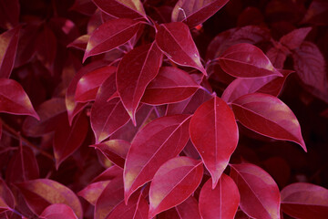  Pattern of red autumn leaves. 
