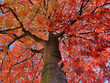 farbiges Herbstlaub an einem Baum, von unten fotografiert