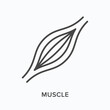 Muscle flat line icon. Vector outline illustration of human anatomy. Black thin linear pictogram for muscular system