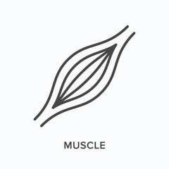 muscle flat line icon. vector outline illustration of human anatomy. black thin linear pictogram for